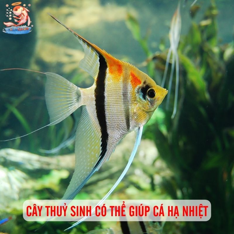 Chăm Sóc Cá Cảnh Mùa Nóng Thế Nào Để Cá Khoẻ Mạnh? 3 Cây thuỷ sinh có thể giúp cá hạ nhiệt