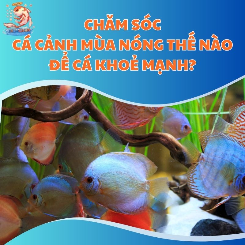Khám phá cách chăm sóc cá cảnh mùa nóng: hạ nhiệt hồ, điều chỉnh chế độ ăn, tăng cường oxy để cá luôn khỏe và hạn chế bệnh tật.