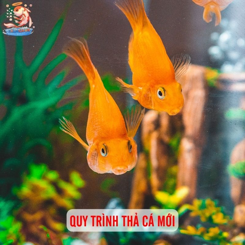 Cách Chăm Sóc Cá Mới Mua Để Cá Nhanh Khoẻ & Quen Hồ 2 Quy trình thả cá mới