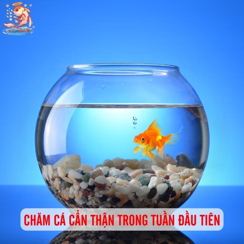 Cách Chăm Sóc Cá Mới Mua Để Cá Nhanh Khoẻ & Quen Hồ 3 Chăm cá cẩn thận trong tuần đầu tiên