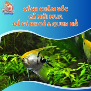 Cách Chăm Sóc Cá Mới Mua Để Cá Nhanh Khoẻ & Quen Hồ