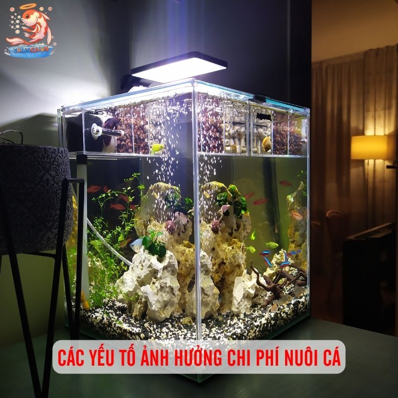 Chi Phí Nuôi Cá Cảnh Trong 1 Năm Bao Nhiêu Là Đủ? 1 Các yếu tố ảnh hưởng chi phí nuôi cá