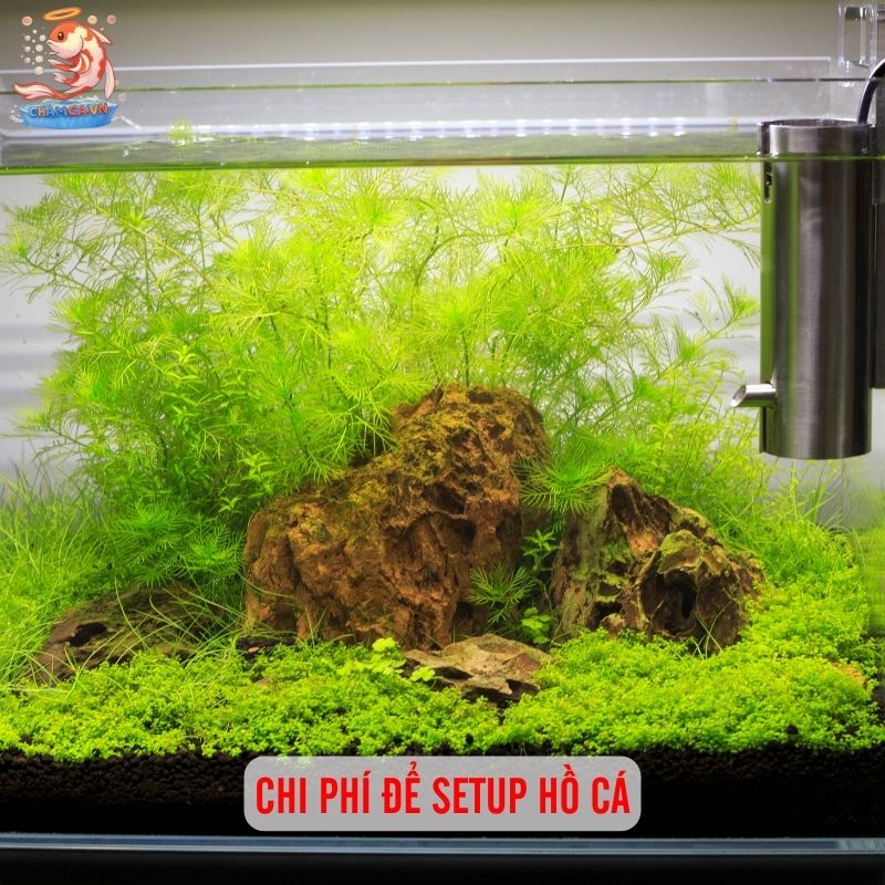 Chi Phí Nuôi Cá Cảnh Trong 1 Năm Bao Nhiêu Là Đủ? 2 Chi phí để setup hồ cá