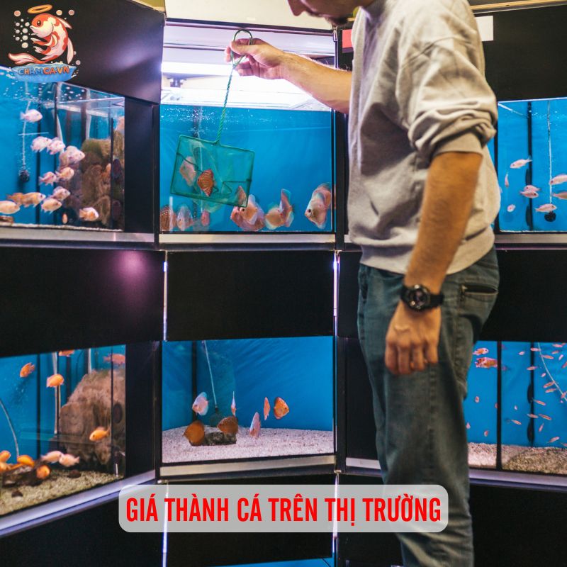Chi Phí Nuôi Cá Cảnh Trong 1 Năm Bao Nhiêu Là Đủ? 3 Giá thành cá trên thị trường
