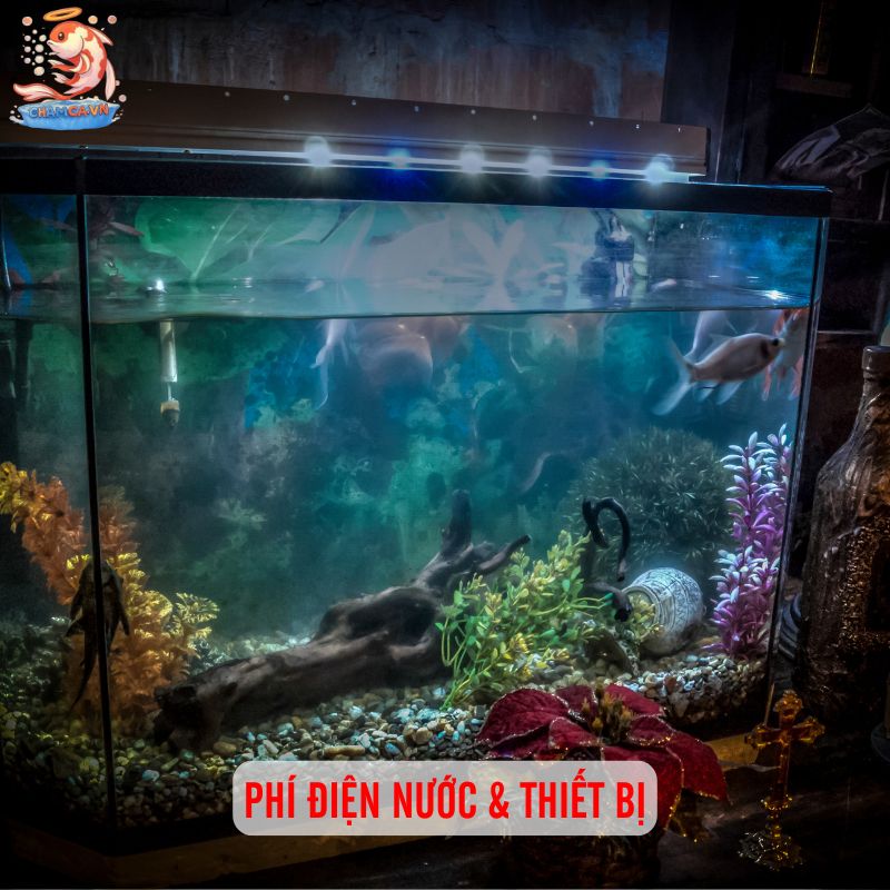 Chi Phí Nuôi Cá Cảnh Trong 1 Năm Bao Nhiêu Là Đủ? 5 Phí điện nước & thiết bị