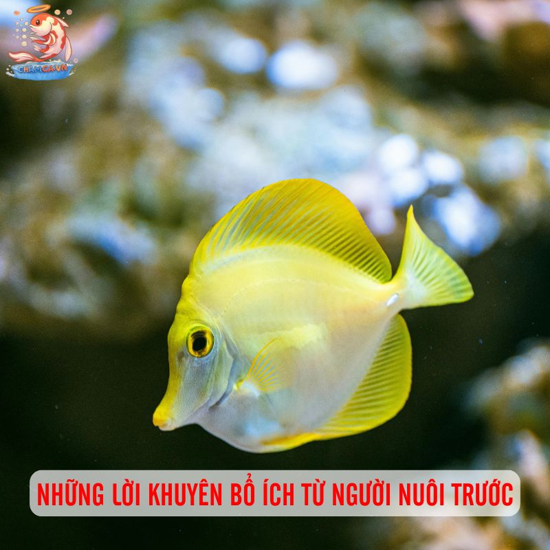 Chi Phí Nuôi Cá Cảnh Trong 1 Năm Bao Nhiêu Là Đủ? 6 Những lời khuyên bổ ích từ người nuôi trước