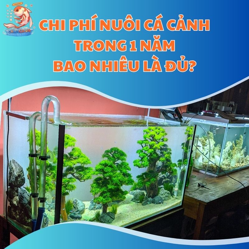 Chi Phí Nuôi Cá Cảnh Trong 1 Năm Bao Nhiêu Là Đủ?
