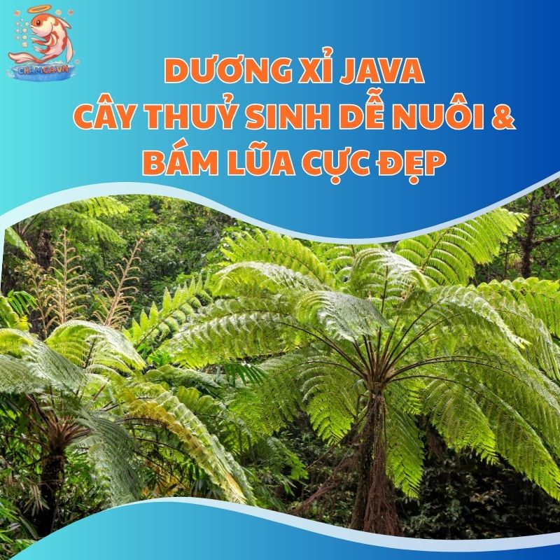Dương Xỉ Java - Cây Thuỷ Sinh Dễ Nuôi & Bám Lũa Cực Đẹp