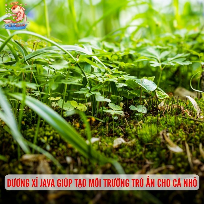 Dương Xỉ Java - Cây Thuỷ Sinh Dễ Nuôi & Bám Lũa Cực Đẹp 1 Dương xỉ Java giúp tạo môi trường trú ẩn cho cá nhỏ