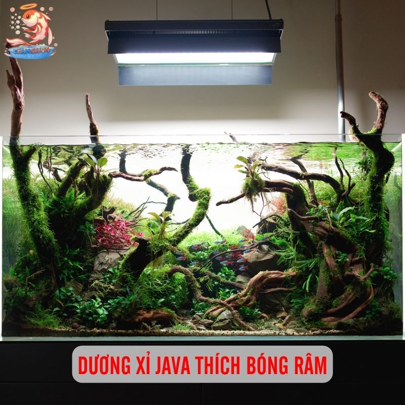 Dương Xỉ Java - Loại Cây Thuỷ Sinh Dễ Chăm & Đẹp Bền Lâu 1 Dương xỉ Java thích bóng râm