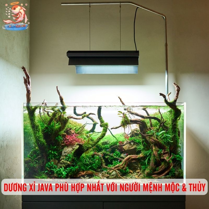 Dương Xỉ Java - Cây Thuỷ Sinh Dễ Nuôi & Bám Lũa Cực Đẹp 2 Dương xỉ Java phù hợp nhất với người mệnh Mộc & Thủy