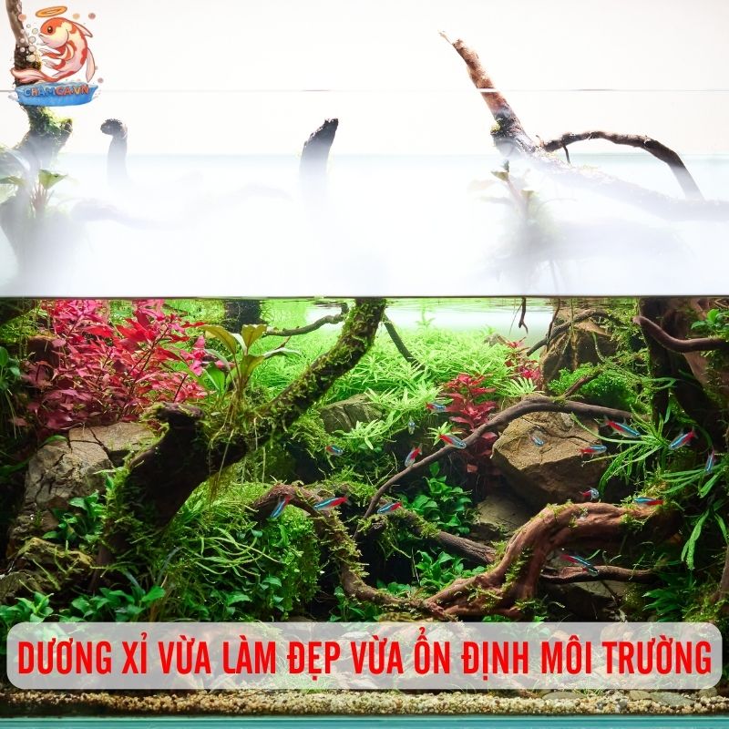 Dương Xỉ Java - Loại Cây Thuỷ Sinh Dễ Chăm & Đẹp Bền Lâu 2 Dương xỉ vừa làm đẹp vừa ổn định môi trường