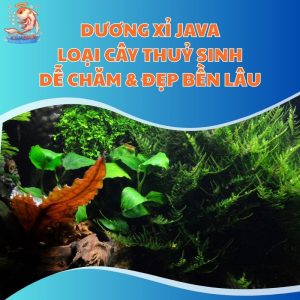 Dương Xỉ Java - Loại Cây Thuỷ Sinh Dễ Chăm & Đẹp Bền Lâu