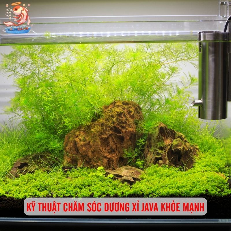 Dương Xỉ Java - Cây Thuỷ Sinh Dễ Nuôi & Bám Lũa Cực Đẹp 3 Cách trồng dương xỉ Java trong hồ thủy sinh