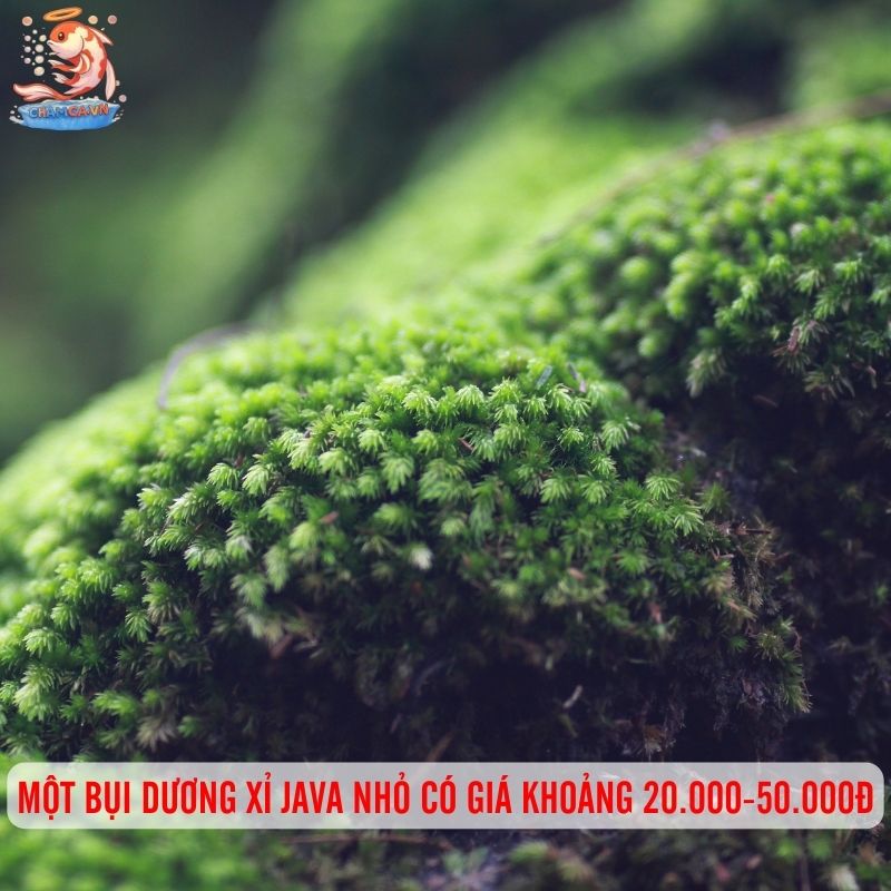 Dương Xỉ Java - Cây Thuỷ Sinh Dễ Nuôi & Bám Lũa Cực Đẹp 4 Một bụi dương xỉ Java nhỏ có giá khoảng 20.000-50.000đ
