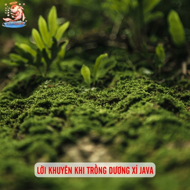 Dương Xỉ Java - Cây Thuỷ Sinh Dễ Nuôi & Bám Lũa Cực Đẹp 5 Lời khuyên khi trồng dương xỉ Java