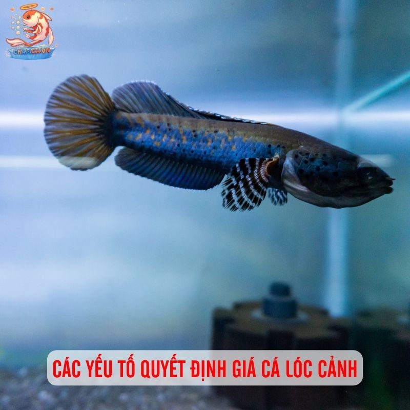 Giá Cá Lóc Cảnh: Cập Nhật Bảng Giá Từ Bình Dân Đến Cao Cấp 1 Các yếu tố quyết định giá cá lóc cảnh