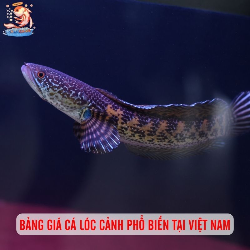 Giá Cá Lóc Cảnh: Cập Nhật Bảng Giá Từ Bình Dân Đến Cao Cấp 2 Bảng giá cá lóc cảnh phổ biến tại Việt Nam