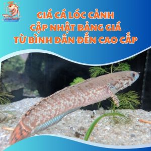 Giá Cá Lóc Cảnh: Cập Nhật Bảng Giá Từ Bình Dân Đến Cao Cấp