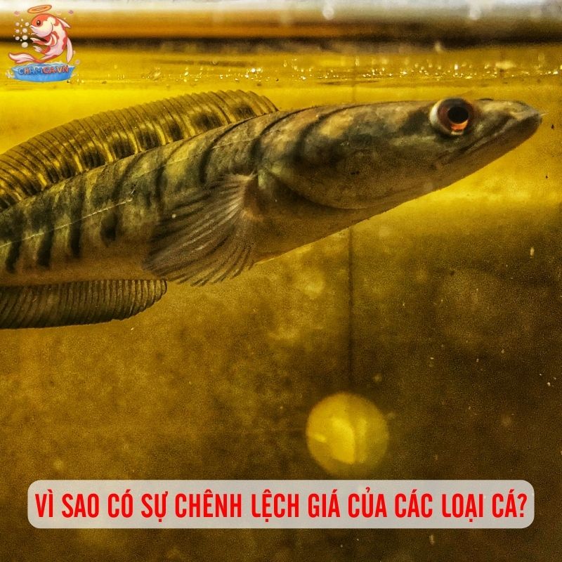 Giá Cá Lóc Cảnh: Cập Nhật Bảng Giá Từ Bình Dân Đến Cao Cấp 3 Vì sao có sự chênh lệch giá của các loại cá?