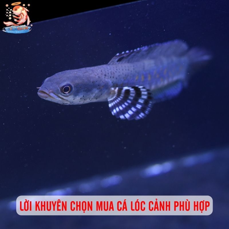 Giá Cá Lóc Cảnh: Cập Nhật Bảng Giá Từ Bình Dân Đến Cao Cấp 4 Lời khuyên chọn mua cá lóc cảnh phù hợp túi tiền