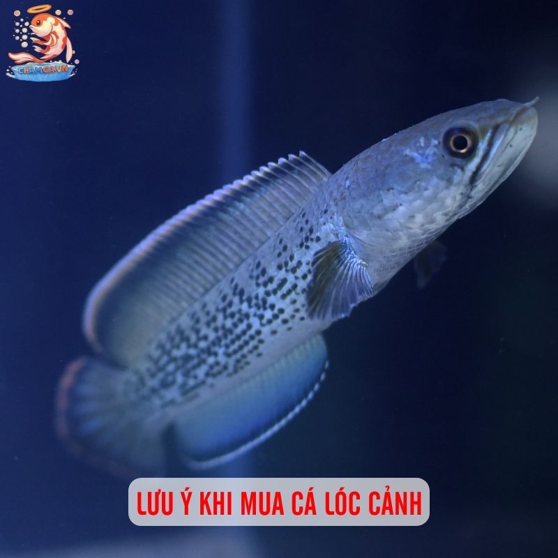 Giá Cá Lóc Cảnh: Cập Nhật Bảng Giá Từ Bình Dân Đến Cao Cấp 5 Lưu ý khi mua cá lóc cảnh