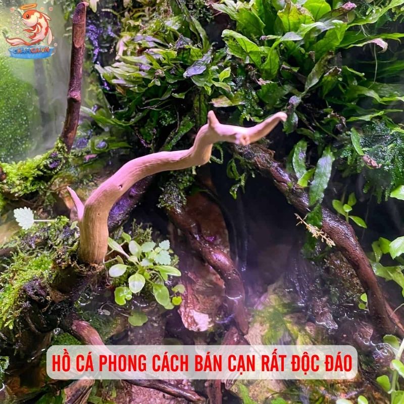 Hồ Cá Phong Cách Bán Cạn - Decor Góc Thiên Nhiên Tại Nhà 1 Hồ cá phong cách bán cạn rất độc đáo