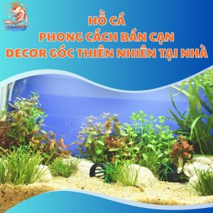 Hồ Cá Phong Cách Bán Cạn - Decor Góc Thiên Nhiên Tại Nhà