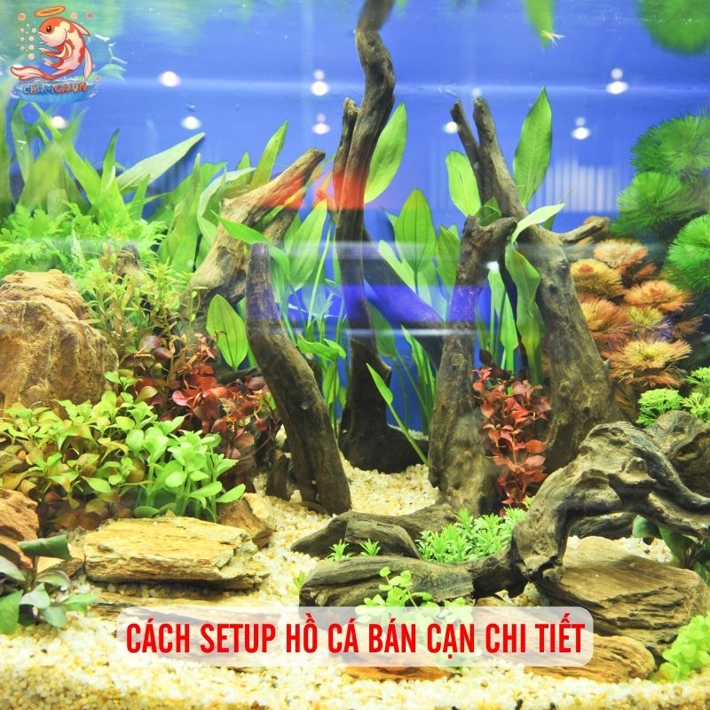 Hồ Cá Phong Cách Bán Cạn - Decor Góc Thiên Nhiên Tại Nhà 3 Cách setup hồ cá bán cạn chi tiết