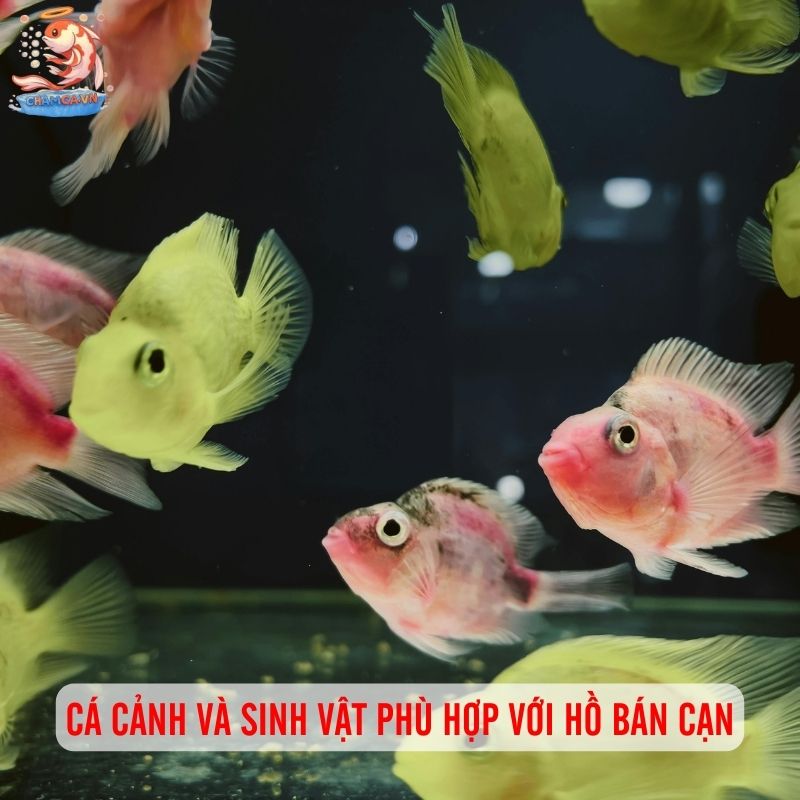 Hồ Cá Phong Cách Bán Cạn - Decor Góc Thiên Nhiên Tại Nhà 4 Cá cảnh và sinh vật phù hợp với hồ bán cạn