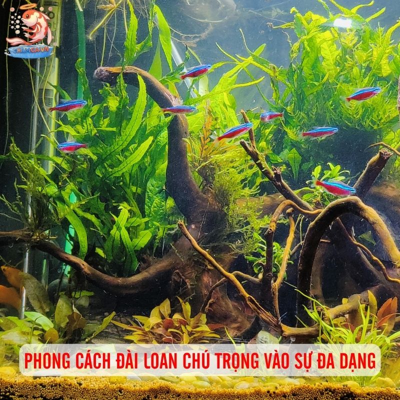 Hồ Cá Phong Cách Đài Loan - Nét Độc Đáo Trong Nghệ Thuật Thủy Sinh 1 Phong cách Đài Loan chú trọng vào sự đa dạng
