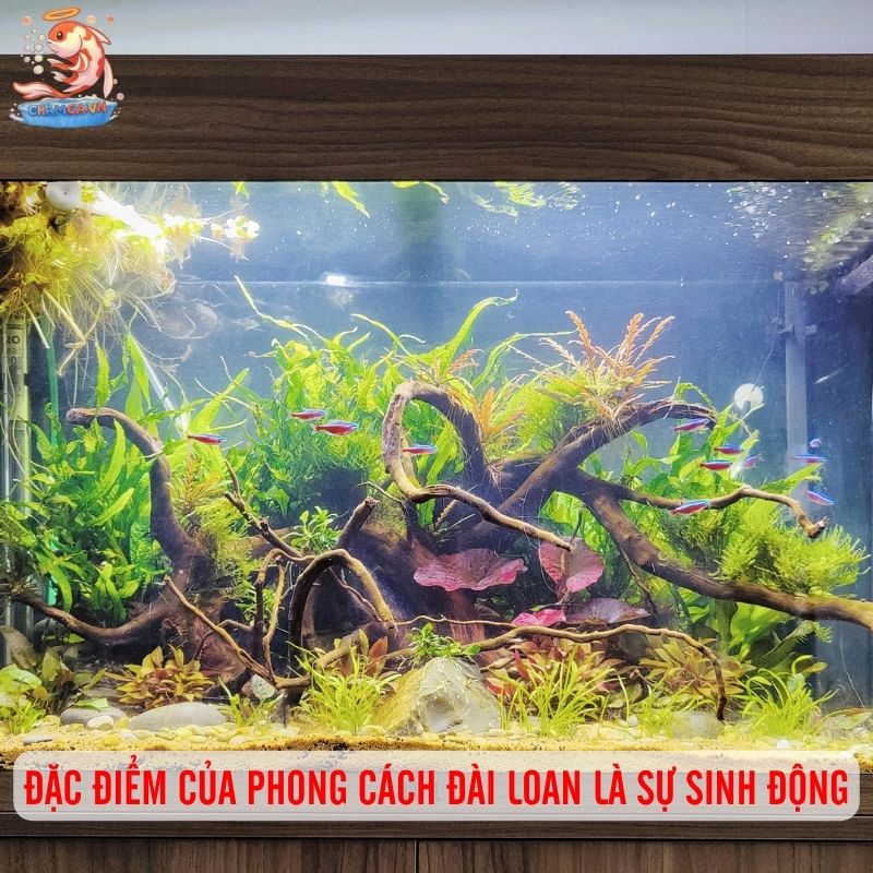 Hồ Cá Phong Cách Đài Loan - Nét Độc Đáo Trong Nghệ Thuật Thủy Sinh 2 Đặc điểm của phong cách Đài Loan là sự sinh động