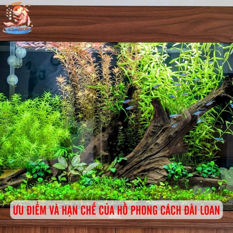 Hồ Cá Phong Cách Đài Loan - Nét Độc Đáo Trong Nghệ Thuật Thủy Sinh 3 Ưu điểm và hạn chế của hồ phong cách Đài Loan