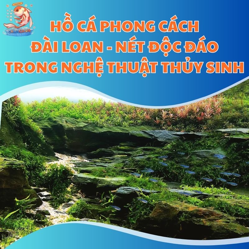 Hồ Cá Phong Cách Đài Loan - Nét Độc Đáo Trong Nghệ Thuật Thủy Sinh