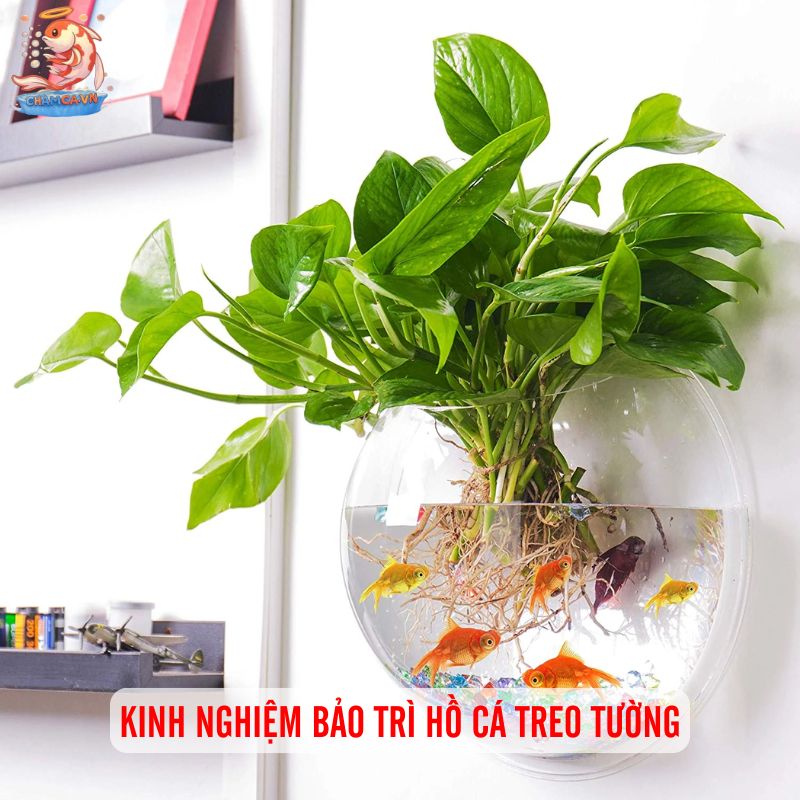 Hồ Cá Thủy Sinh Treo Tường Trang Trí Hiện Đại Cho Không Gian 4 Kinh nghiệm bảo trì hồ cá treo tường
