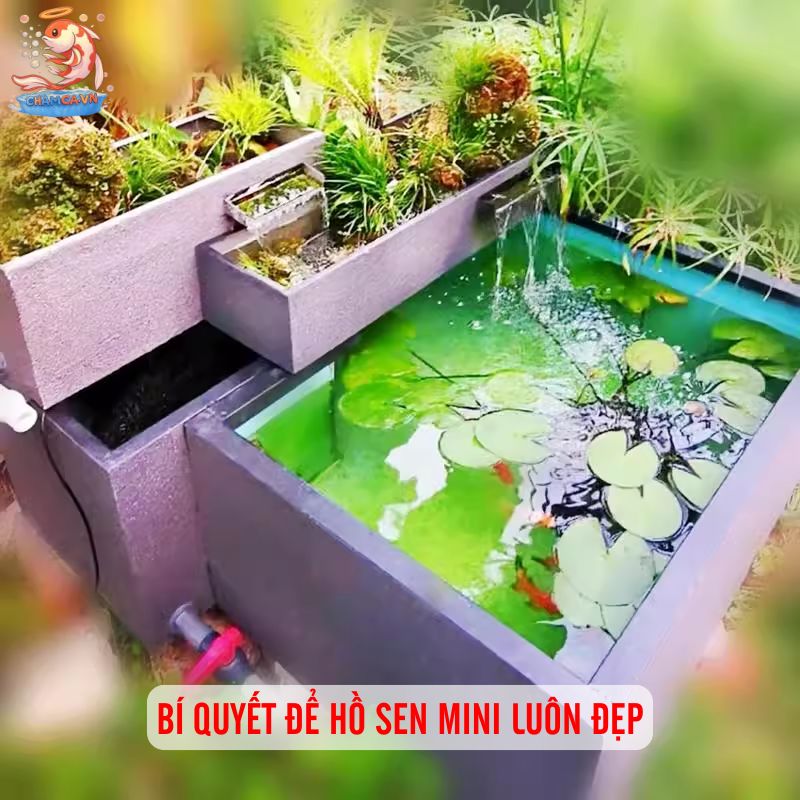 Hồ Cá Trồng Sen Mini: Mang Bình Yên Vào Không Gian Đô Thị 9 Bí quyết để hồ sen mini luôn đẹp