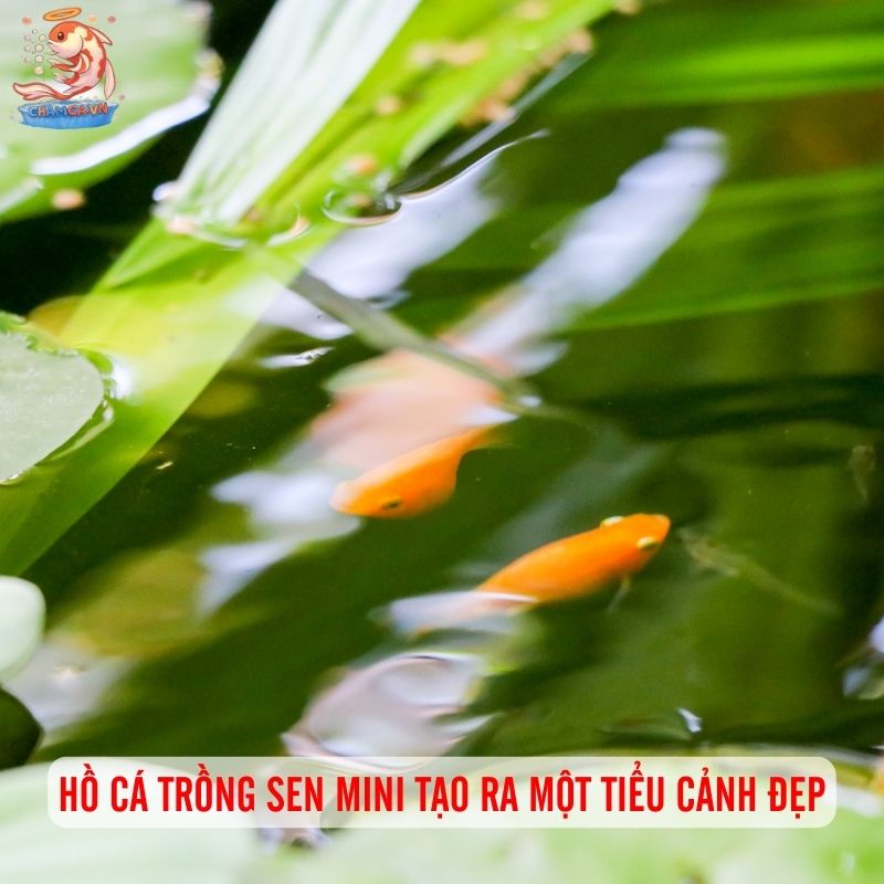 Hồ Cá Trồng Sen Mini: Mang Bình Yên Vào Không Gian Đô Thị 1 Hồ cá trồng sen mini tạo ra một tiểu cảnh đẹp