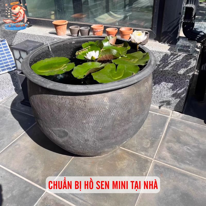 Hồ Cá Trồng Sen Mini: Mang Bình Yên Vào Không Gian Đô Thị 2 Chuẩn bị hồ sen mini tại nhà