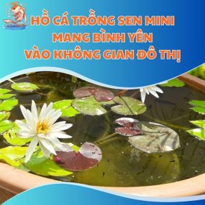 Hồ Cá Trồng Sen Mini: Mang Bình Yên Vào Không Gian Đô Thị