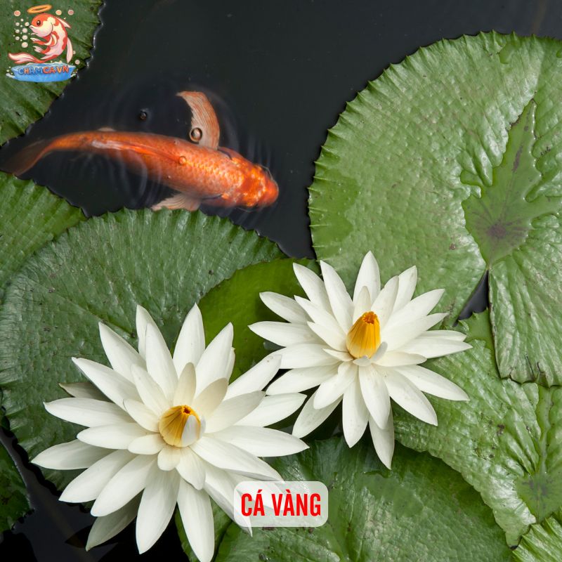 Hồ Cá Trồng Sen Mini: Mang Bình Yên Vào Không Gian Đô Thị 3 Cá vàng