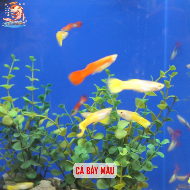 Hồ Cá Trồng Sen Mini: Mang Bình Yên Vào Không Gian Đô Thị 5 Cá bảy màu