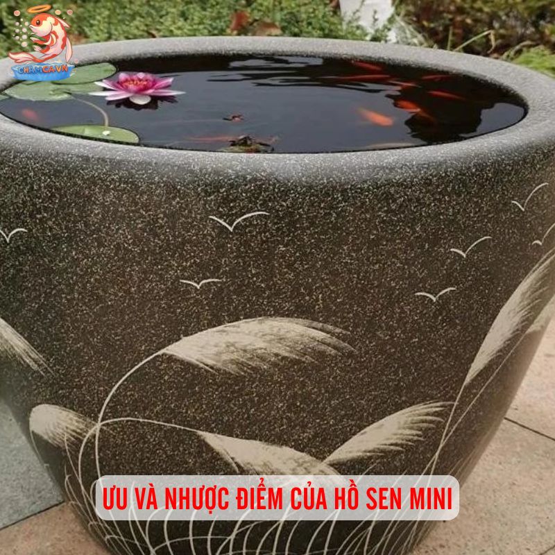 Hồ Cá Trồng Sen Mini: Mang Bình Yên Vào Không Gian Đô Thị 7 Ưu và nhược điểm của hồ sen mini
