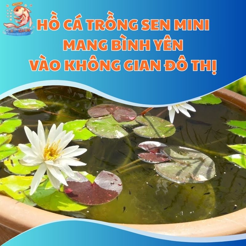 Hồ Cá Trồng Sen Mini: Mang Bình Yên Vào Không Gian Đô Thị