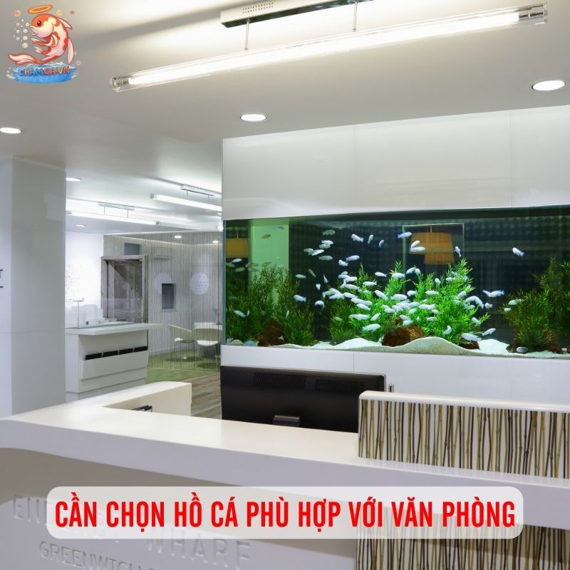 Setup Hồ Cá Văn Phòng - Mang Thiên Nhiên Vào Nơi Làm Việc 1 Cần chọn hồ cá phù hợp với văn phòng