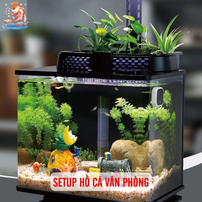 Setup Hồ Cá Văn Phòng - Mang Thiên Nhiên Vào Nơi Làm Việc 2 Setup hồ cá văn phòng