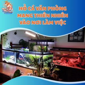 Setup Hồ Cá Văn Phòng - Mang Thiên Nhiên Vào Nơi Làm Việc