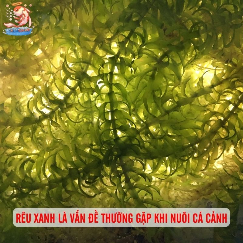 Bí Quyết Xử Lý Hồ Cá Bị Rêu Xanh Đơn Giản & Không Tái Phát 1 Rêu xanh là vấn đề thường gặp khi nuôi cá cảnhRêu xanh là vấn đề thường gặp khi nuôi cá cảnh