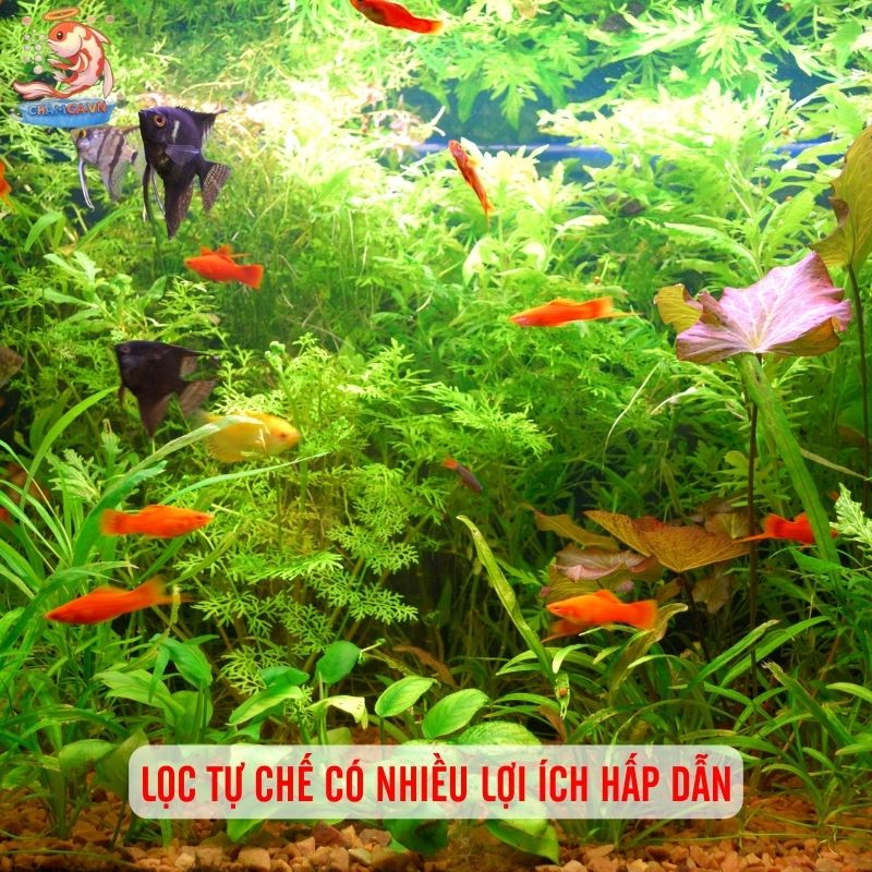 Cách Làm Lọc Tự Chế Cho Hồ Cá: Rẻ & Hiệu Quả Nhất 1 Lọc tự chế có nhiều lợi ích hấp dẫn cho người nuôi