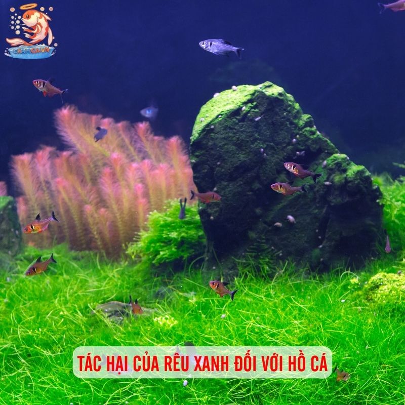 Bí Quyết Xử Lý Hồ Cá Bị Rêu Xanh Đơn Giản & Không Tái Phát 2 Tác hại của rêu xanh đối với hồ cá
