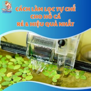 Cách Làm Lọc Tự Chế Cho Hồ Cá: Rẻ & Hiệu Quả Nhất